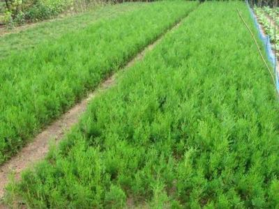 陕西:神木县春季绿化已栽植苗木2万株