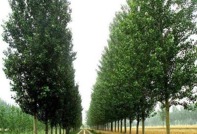 在农村有3亩地,想种绿化树木之类的,7-8年成材种什么树种好?