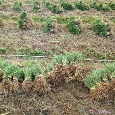 湘仁生物 景区园林色块栽植绿化工程苗木 迷迭香种苗